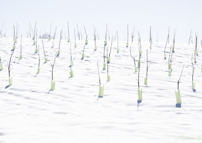 Alberi in vivaio con neve Brisighella