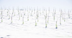 Alberi in vivaio con neve Brisighella